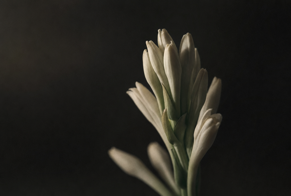 Macrophotographie d'une fleur de tubéreuse à peine ouverte, pétales blanc cassé sur fond sombre